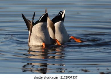 Mallards Practice Synchronized Diving In Local Pond