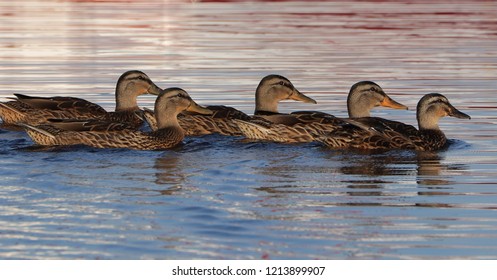 Mallards Swimming In Line Down The Mullica River