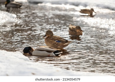 A Mallards Swims In A Small River In A Park In Winter, Backlit