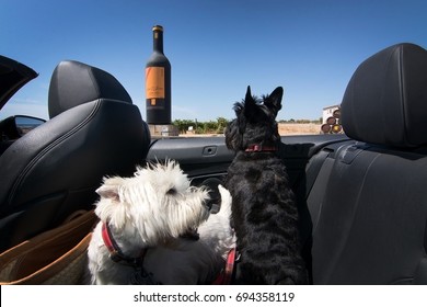 MALLORCA, SPAIN - AUGUST 7, 2017: Dogs on wine tour at Jose L. Ferrer vineyard on a sunny day on August 7, 2017 in Mallorca, Spain.