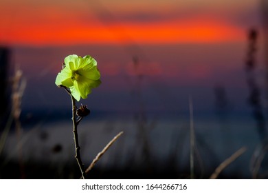 Mallow Closeup Sunset Wild Flower On Stock Photo 1644266716 | Shutterstock