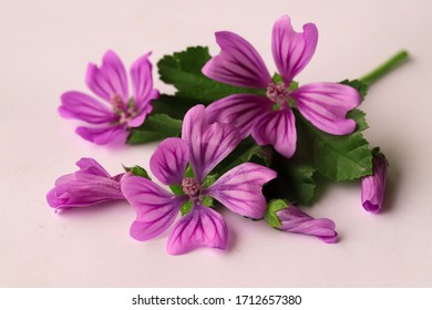 Blue Mallow High Res Stock Images Shutterstock