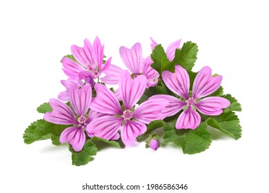 Mallow flowers isolated  on white background