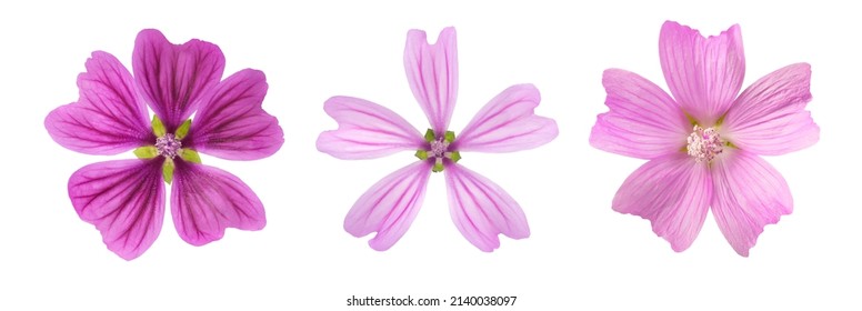 Mallow  flowers  isolated on white background