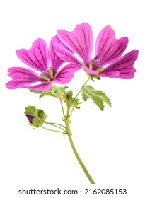 Mallow flowers isolated  on white background