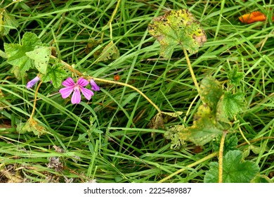 Mallow, Pink And Mauve Flower Head Growing In Long Green Grass And Weeds.