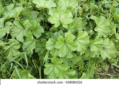 Mallow Plant