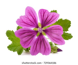 Mallow plant with flower isolated on white background
