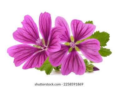 Mallow plant with flowers isolated on white background