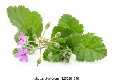 Mallow Plant With Flowers And Leaves