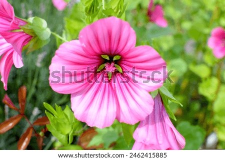 Mallow plants can range from low-growing perennials to tall shrubs, reaching heights of up to 6 feet or more. Their flowers are typically 2 to 4 inches in diameter, showcasing five or more petals that