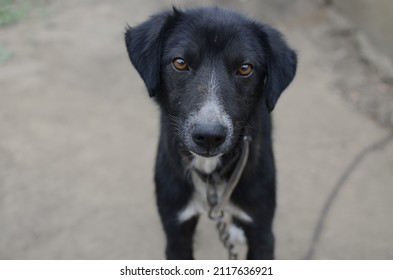 Malnourished dog with held with a chain looking at th camera