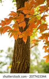 The Malpe Leaves In Autumn