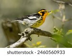 A malr Blackburnian Warbler is perched on a branch. Taylor Creek Park, Toronto, Ontario, Canada.