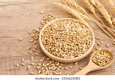 malt barley grain beer whole in wood plate on wood table background. pile of malt barley grain beer whole. heap of malt barley grain beer whole food background              - Powered by Shutterstock