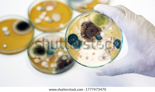 Malt Extract Agar in Petri dish use for growth\
media to isolate and cultivate yeasts, molds and fungal testing\
clinical samples, hold in scientist hands in medical health\
laboratory analysis\
disease.