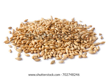 Malted barley isolated on white background with clipping path. Ingredient for brewing beer.