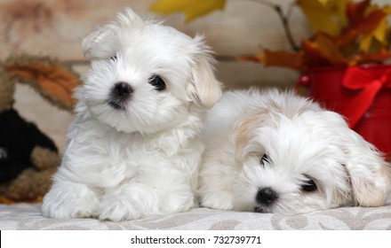 Maltese Puppy High Res Stock Images Shutterstock