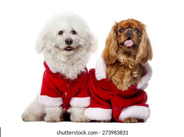 2,726 Dogs Dressed Up Christmas Images, Stock Photos & Vectors ...