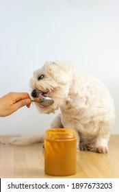 Maltese Bichon Eating Peanut Butter.