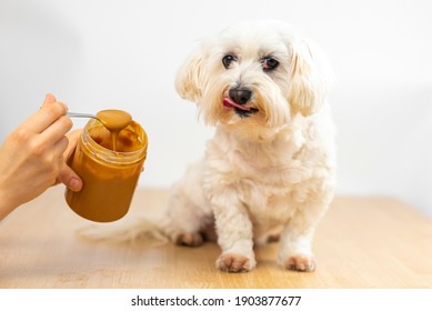 Maltese Bichon Eating Peanut Butter.