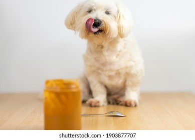 Maltese Bichon Eating Peanut Butter.