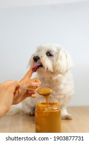 Maltese Bichon Eating Peanut Butter.