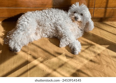 A Maltese bichon enjoys a moment of rest, its white coat shines under natural light.