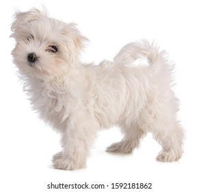 Baby Maltese Bichon Imagenes Fotos De Stock Y Vectores Shutterstock