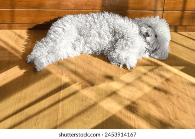 A Maltese bichon rests peacefully, its white coat shines under the sunlight.
