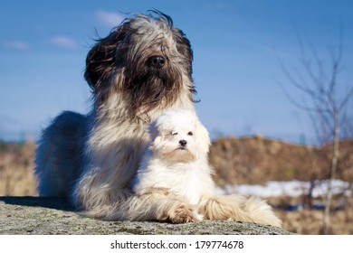 maltese and briard dogs