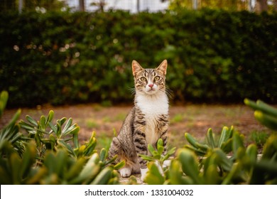 Maltese Dog And Cat Stock Photos Images Photography Shutterstock