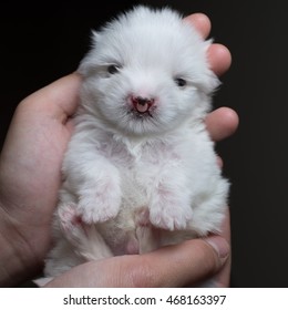 Maltese With A Cleft Lip And Palate