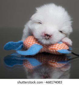 Maltese With A Cleft Lip And Palate