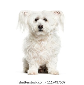 Maltese Dog 10 Years Old Sitting Stock Photo 1117437539 | Shutterstock