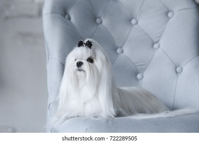 Maltese Dog