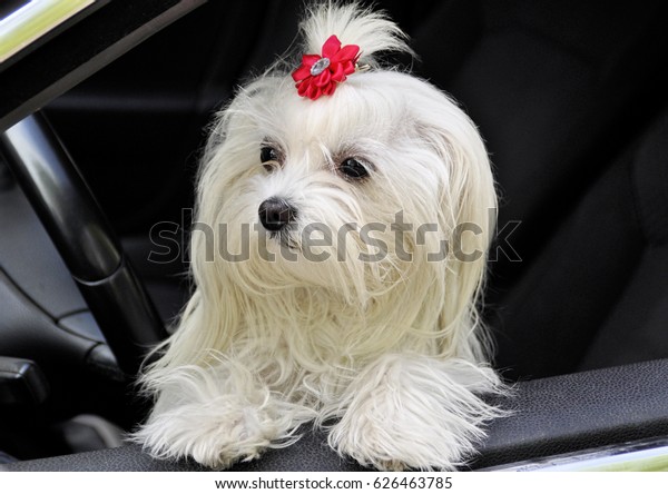 Maltese dog in the car looking out the\
window\
\
 ?????????\
??????? ??????????? ???\
?????????????\
Maltese dog in the car looking out the\
window