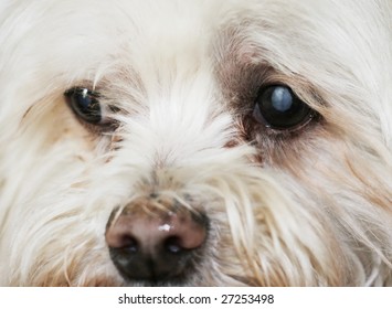 Maltese Dog Cataracts Stock Photo Edit Now 27253498