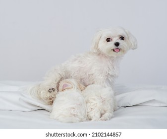 Maltese dog feeding her puppies on a bed at home - Shutterstock ID 2102144857