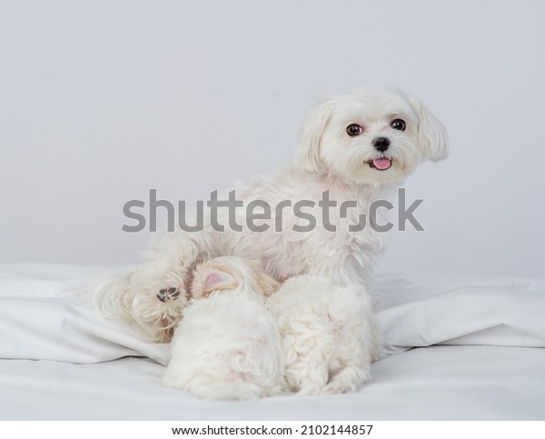 Maltese dog\
feeding her puppies on a bed at\
home
