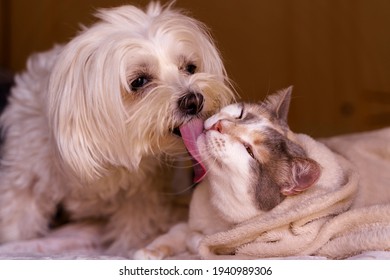 Maltese Dog And Female Cat In Ecstasy