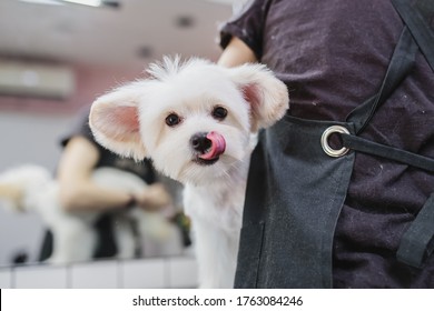 Maltese dog grooming. Haircut dog. Helping animals. High quality photo