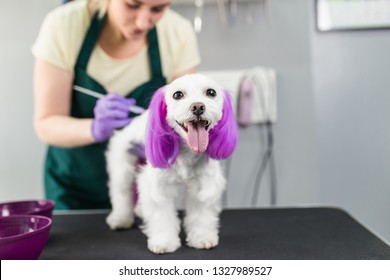 Maltese Dog At Grooming Salon. Groomer Dyeing Dog's Hair Using Pet Hair Dye.