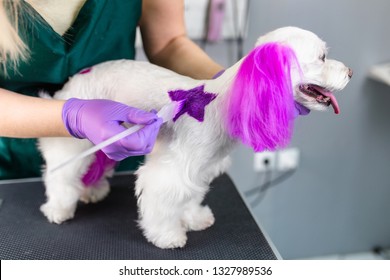 Maltese Dog At Grooming Salon. Groomer Dyeing Dog's Hair Using Pet Hair Dye.