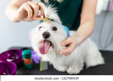 Maltese Dog At Grooming Salon. Groomer Dyeing Dog's Hair Using Pet Hair Dye.