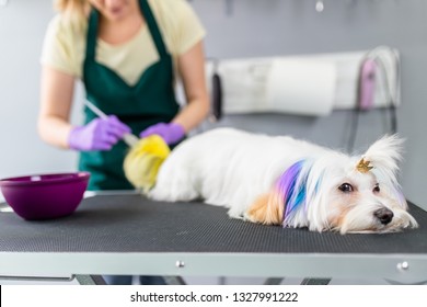 Maltese Dog At Grooming Salon. Groomer Dyeing Dog's Hair Using Pet Hair Dye.