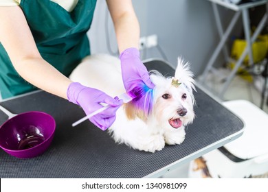 Maltese Dog At Grooming Salon. Groomer Dyeing Dog's Hair Using Pet Hair Dye.