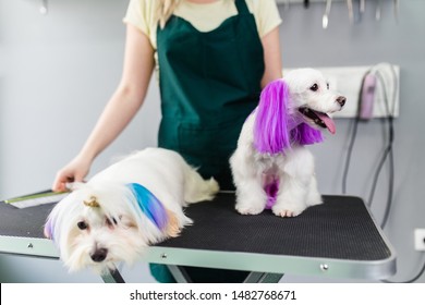 Maltese Dog At Grooming Salon. Groomer Dyeing Dog's Hair Using Pet Hair Dye.