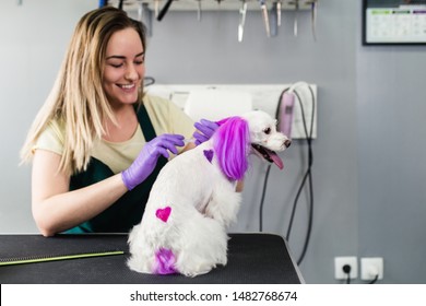 Maltese Dog At Grooming Salon. Groomer Dyeing Dog's Hair Using Pet Hair Dye.