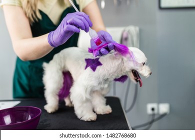 Maltese Dog At Grooming Salon. Groomer Dyeing Dog's Hair Using Pet Hair Dye.